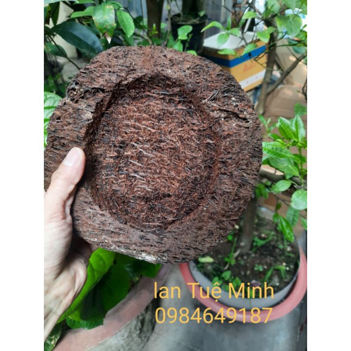 Dớn đĩa tròn trồng lan đường kính 20cm