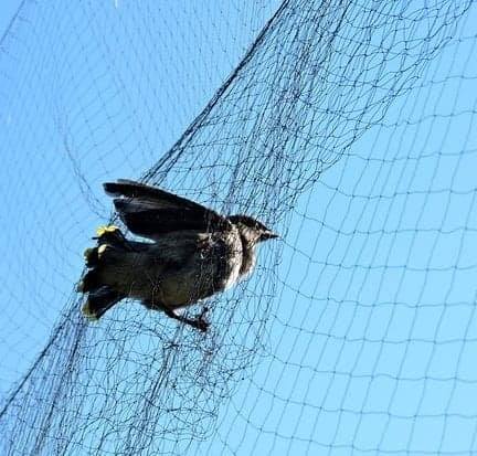 Lưới tàn hình bây chim đêm 7 phân 50m cao 8m ; 5 dây 4 túi  bẫy chim re giun, cò, quốc hoa, mắt đỏ, mắt xéo, chằng nghịch, tu hú