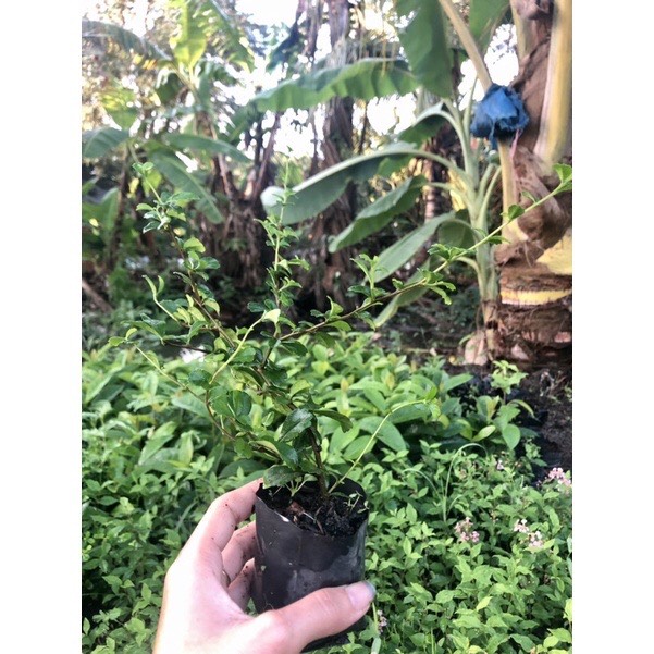 Combo 2 bầu cây bùm sụm boiboi.organic, cây trong bầu đất, rễ mạnh