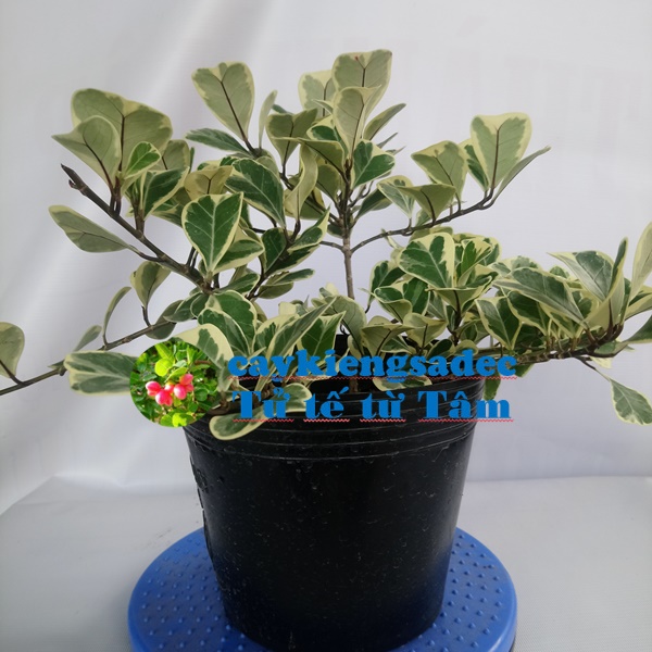 Bàng tam phúc ( bàng lá tim) + tặng phân bón cho cây