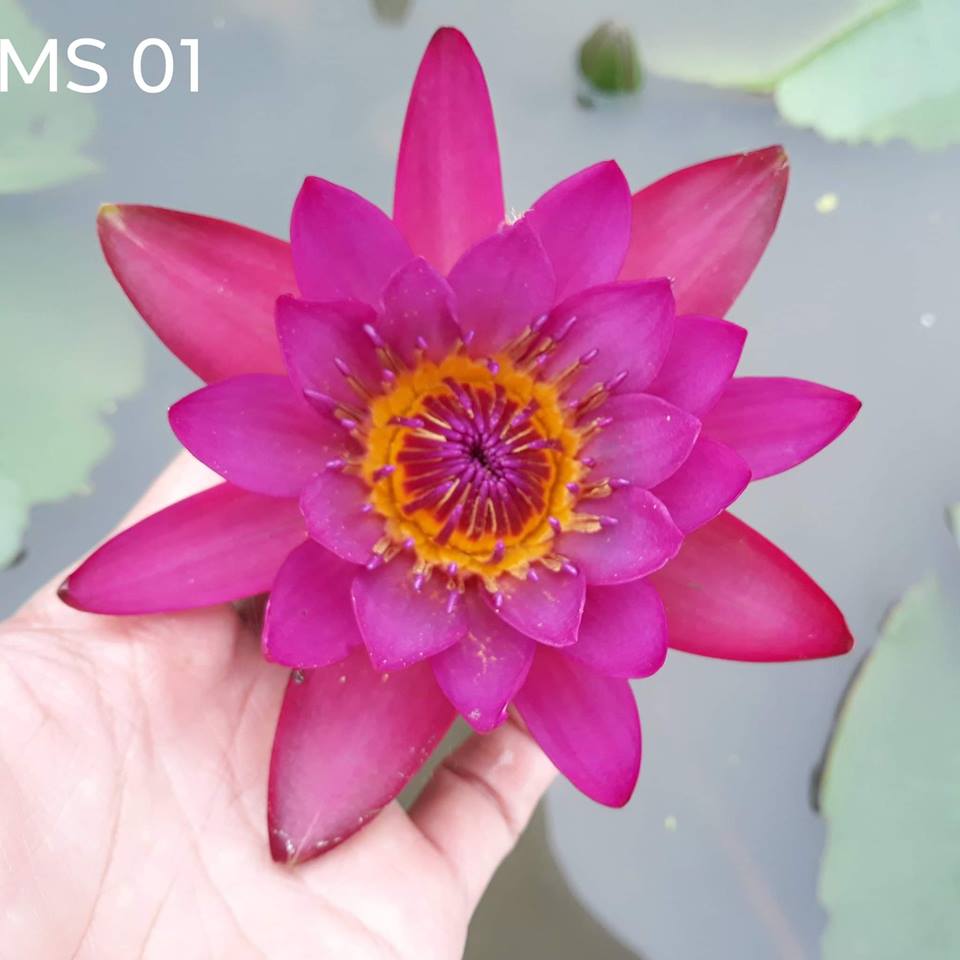 ( Chỉ gưi miền bắc- trung) [RẺ VÔ ĐỊCH] Cây hoa súng Thái Lan màu đỏ đậm Đ-01