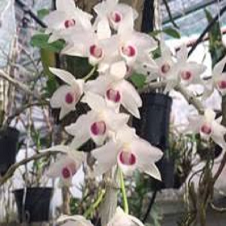 Hoa phong lan trầm trắng mắt đỏ (cây cao 20cm, bộ rễ khỏe)
