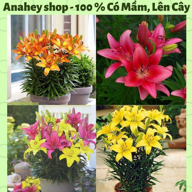 Combo 5 củ giống hoa ly lùn mix màu - 5 củ 5 màu