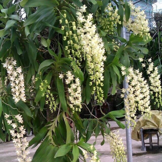 Quế Trắng tháng 8