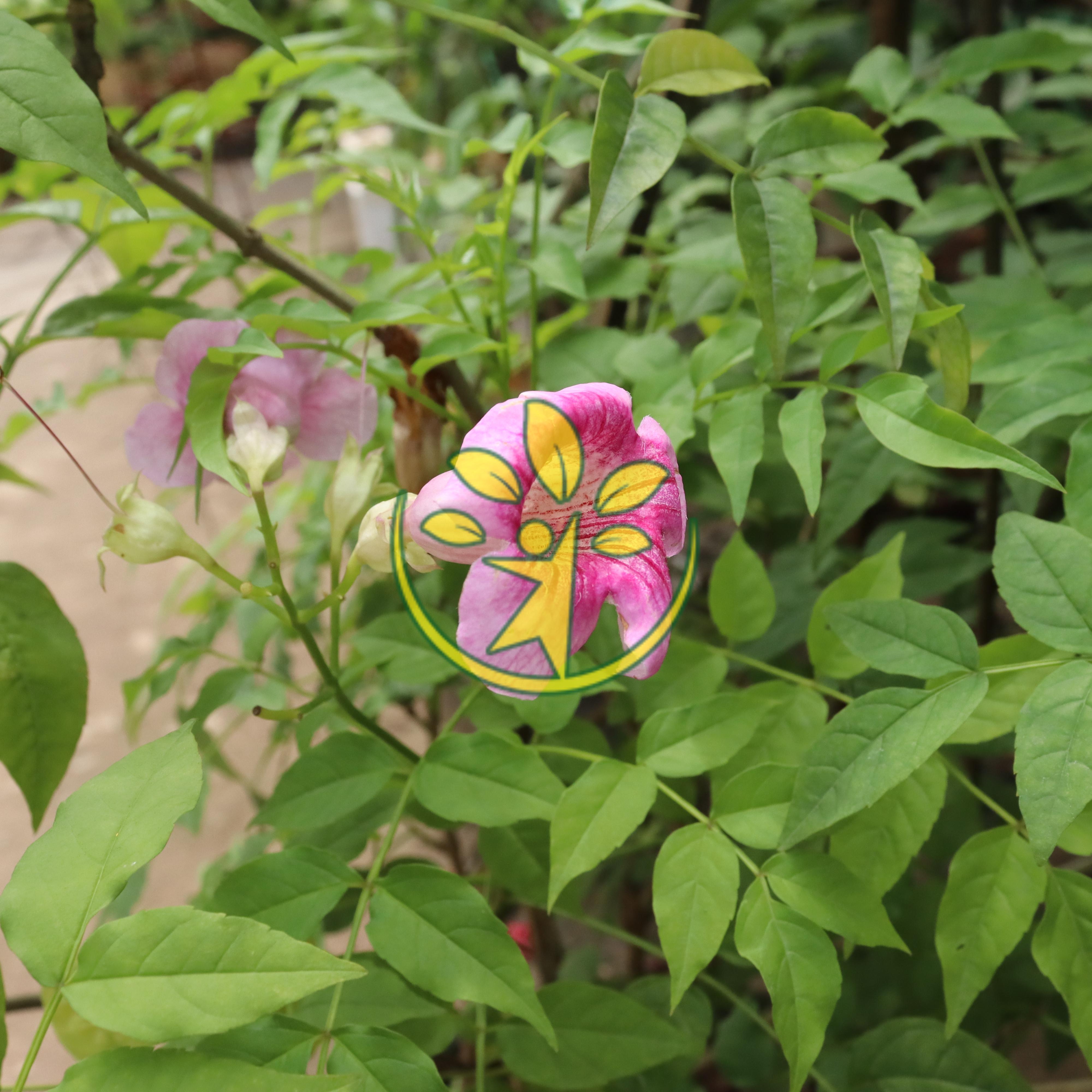 Bầu giống hồng thiên hương cao 70 - 80 cm đã ra hoa - Gửi cây đã hết hoa
