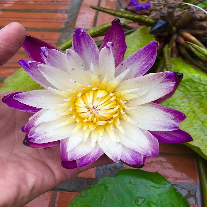 CÂY HOA SÚNG THÁI,CÂY GỬI ĐI CAM KẾT TỈ LỆ SỐNG