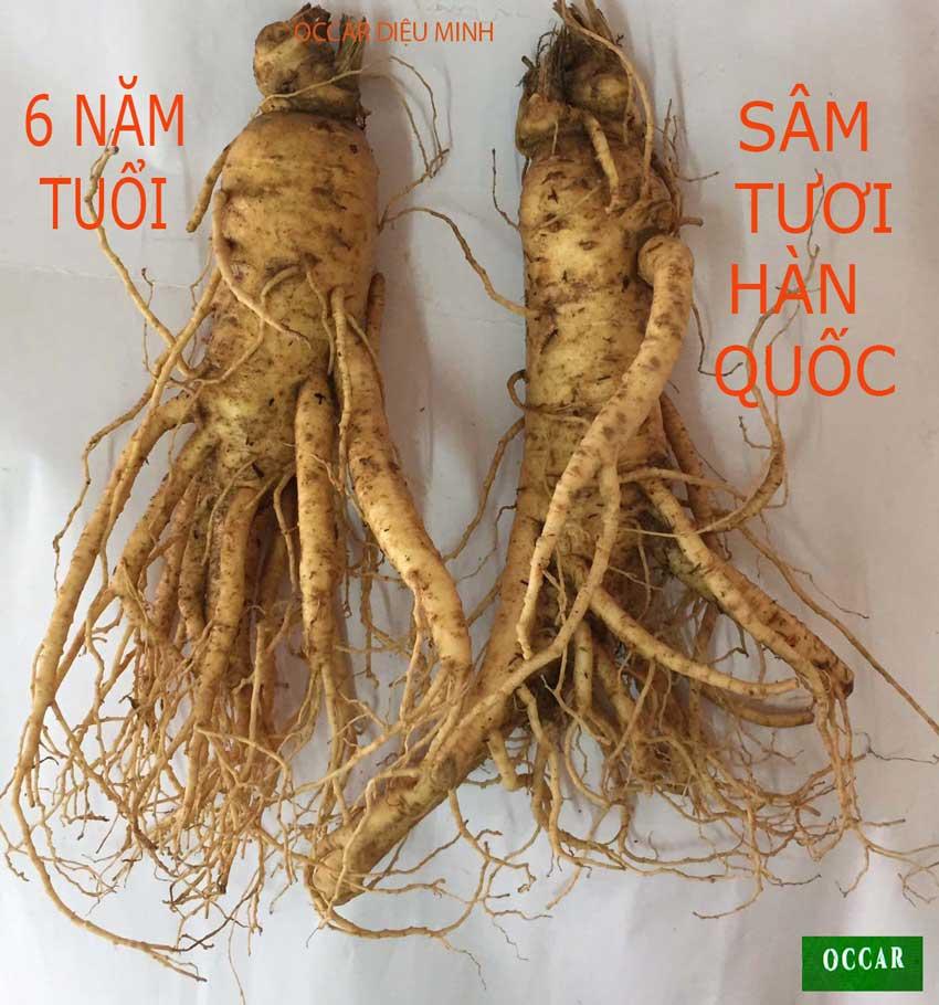 2 Củ Lớn Sâm Tươi Hàn Quốc 6 Năm Tuổi, Nhân Sâm Hàn Quốc, có tác dụng chống mệt mỏi, tăng cường bồi bổ sức khỏe, minh mẫn, sảng khoái, sâm hàn quốc, nhân sâm tươi hàn quốc, sâm tươi hầm gà, sâm tươi ngâm mật ong, , Sâm Yến 3A