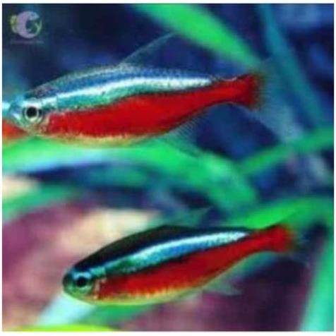 [Mua 5 bù thêm 1] Cá neon vua, lấp lánh nuôi bể thủy sinh siêu đẹp, hoàn tiền khi có rủi ro do vận chuyển - Q3 - NH - 2