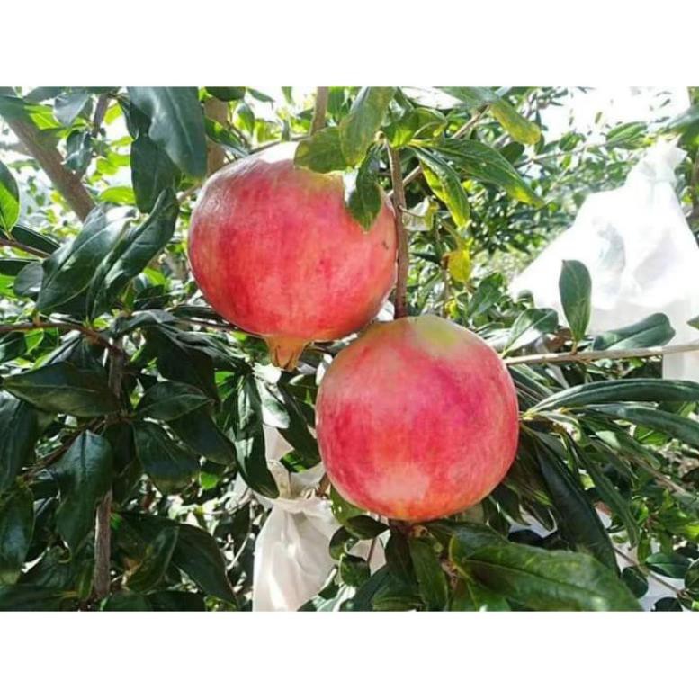 Lựu Lùn Đỏ Ấn Độ Đang Hoa #Hoa,_cây_cảnh&cây_ăn_quả,_cây_công_trình,_cây_lấy_gỗ,_hoa_phong_lan,_cây_phong_thủy