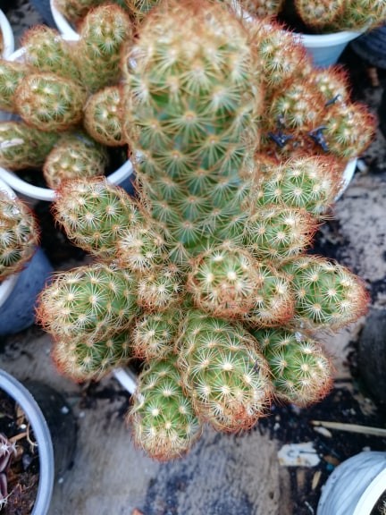 Cây xương rồng mami chân đỏ