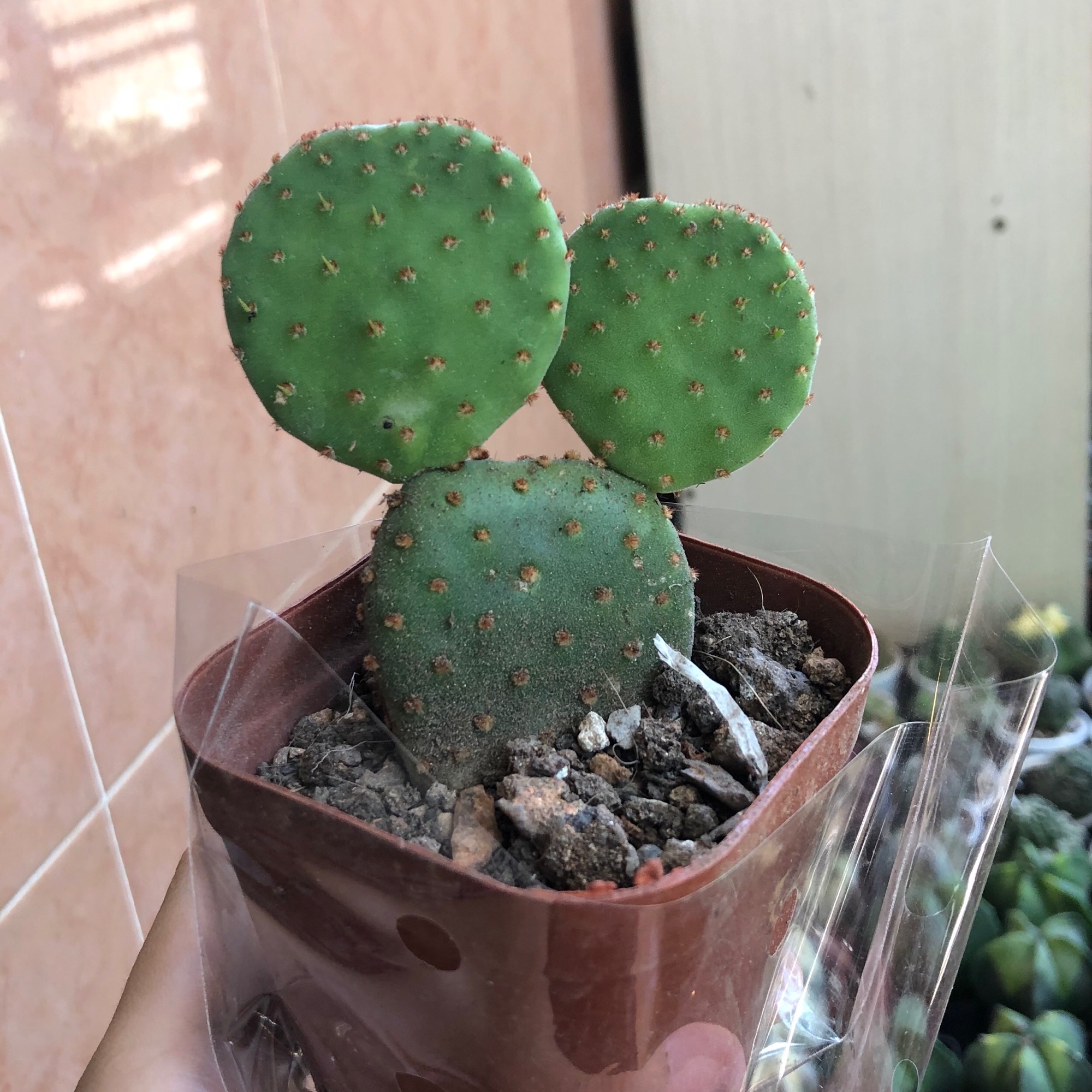 Xương rồng mickey