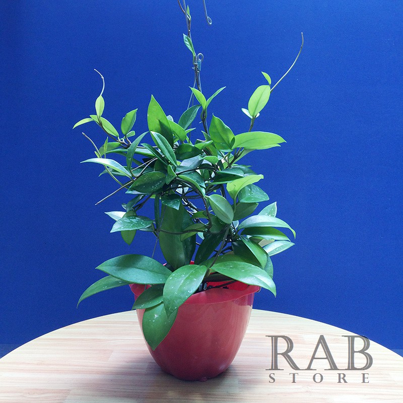 Hoa lan cẩm cù cây to cao 45-50cm chuẩn bị ra hoa đã lên chậu trồng hoàn chỉnh