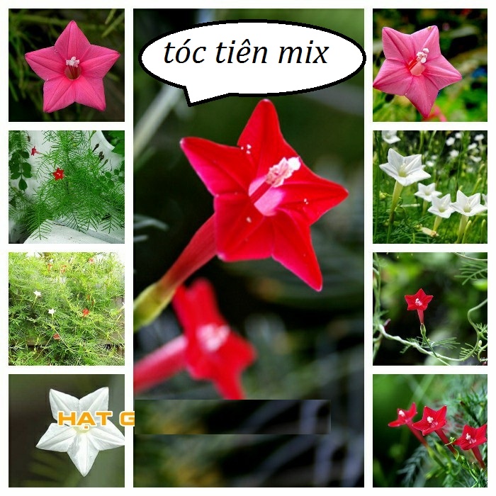 Hạt giống hoa leo giàn tóc tiên mix màu/gói 20 hạt