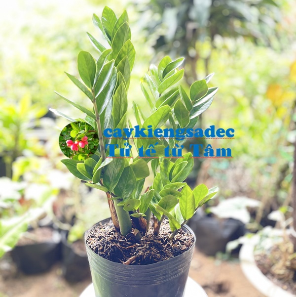 caykiengsadec - Cây kim tiền ( cây phát tài kim) trang trí nội thất cảnh quan sân vườn ngoài trời