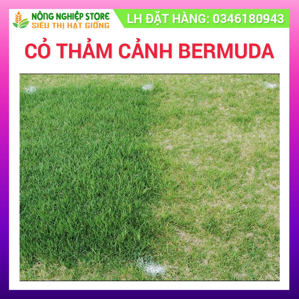 Hạt Giống Thảm Cỏ Bermuda - Cỏ Sân Bóng,sân gol, cảnh Quan (500g)