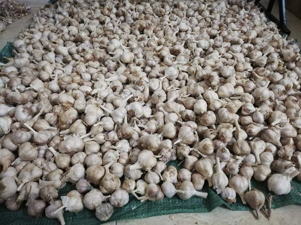 Tỏi bắc, tỏi khô, tỏi sạch nguyên chất, tỏi quê không chất bảo quản,- 1 Kg, PP- OCCAR