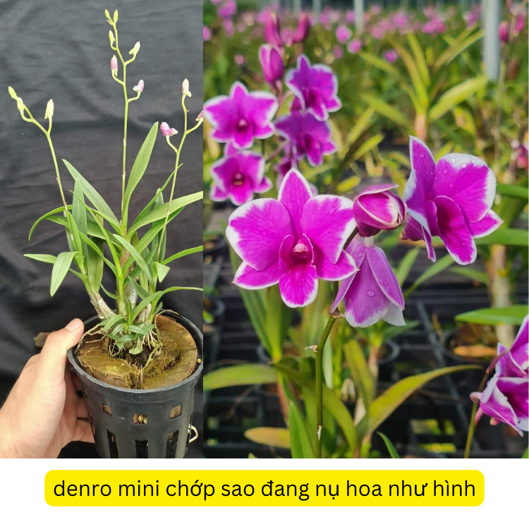 Chậu denro mini chớp tím cực siêng hoa đang nụ dể trồng dể chăm sóc