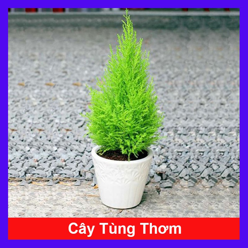 Cây tùng thơm trang trí noel - Cây cảnh để bàn - caykiengsadec