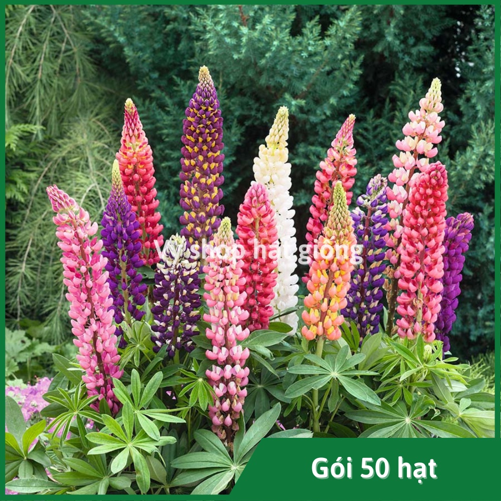 Hạt giống hoa đậu lupin nhiều màu gói 50 hạt