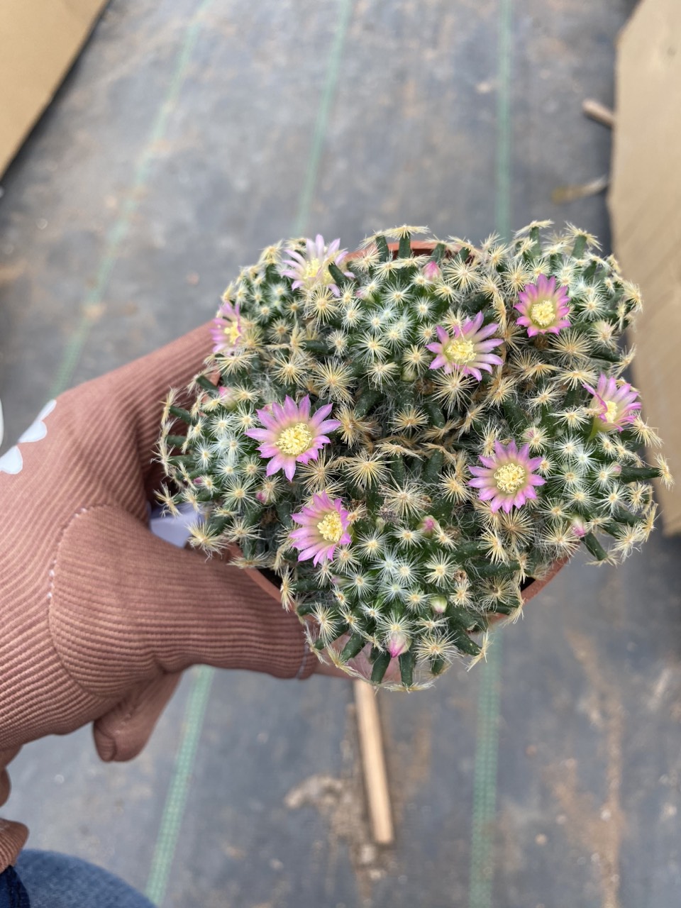 Xương rồng Mami gai vàng , gia rẻ