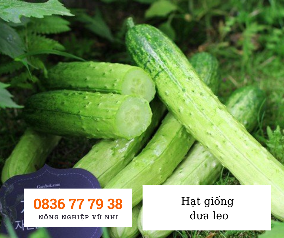 Hạt giống dưa leo nếp ta F1 - hatgiong24h