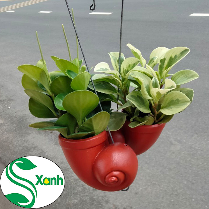 Chậu Treo Trường Sinh