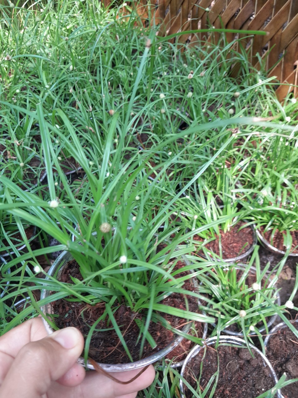 Chậu cây giống Cỏ bạc đầu dùng làm dược liệu, chậu nhiều thân như hình chụp