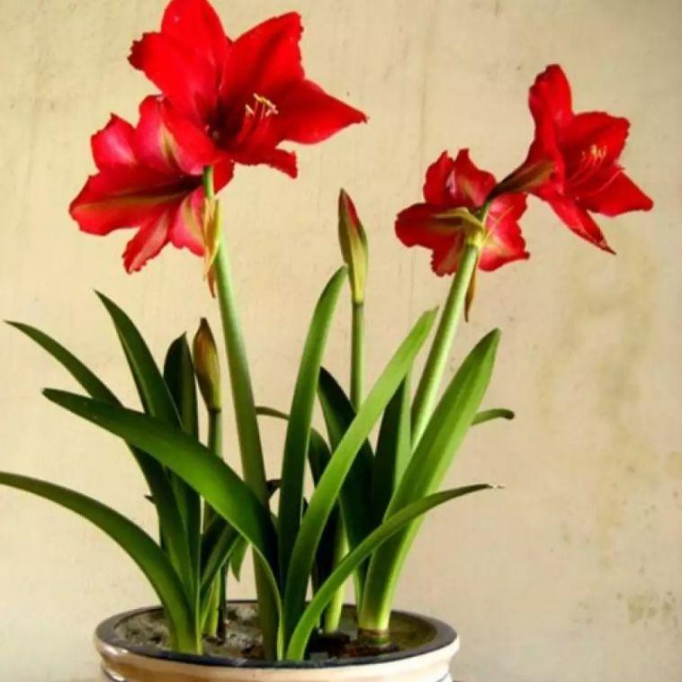 củ hoa huệ đỏ 10 củ