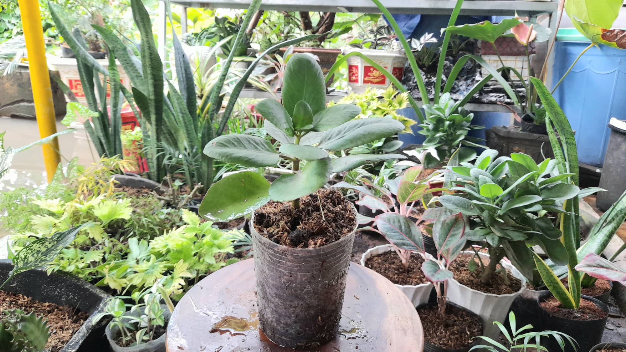 Cây hoa sống đời đỏ