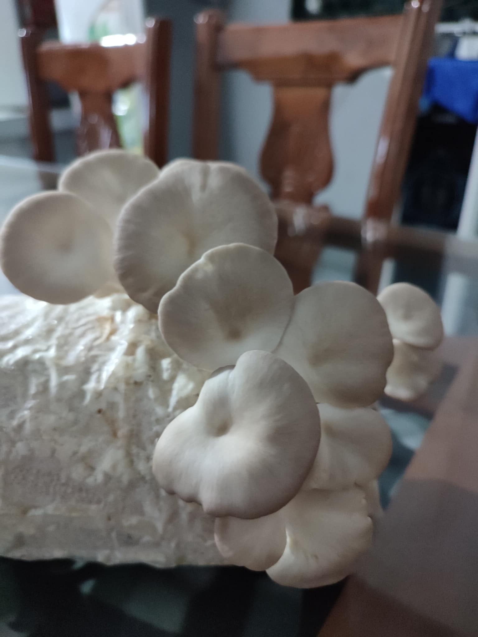 COMBO 5 PHÔI NẤM BÀO NGƯ XÁM