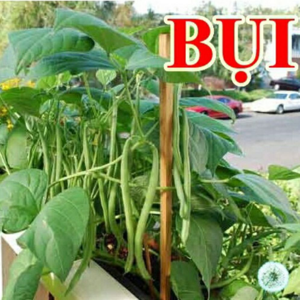 Hạt giống đậu cove bụi lùn- cove dạng cây k leo-gói 20gr