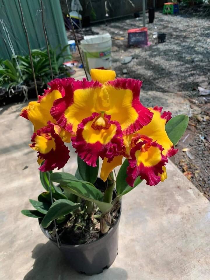Lan Cattleya vua cương sơn hàng tem chuẩn hoa chậu trưởng thành sắp ra hoa khỏe đẹp dể trồng dể chăm sóc