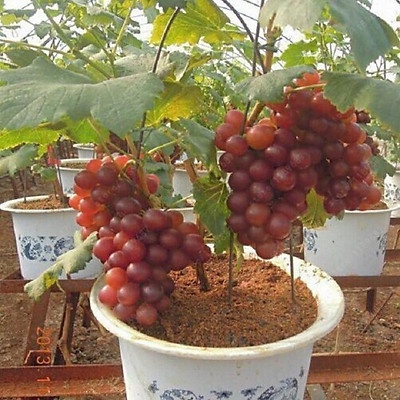 #hạt giống nho leo giàn pháp