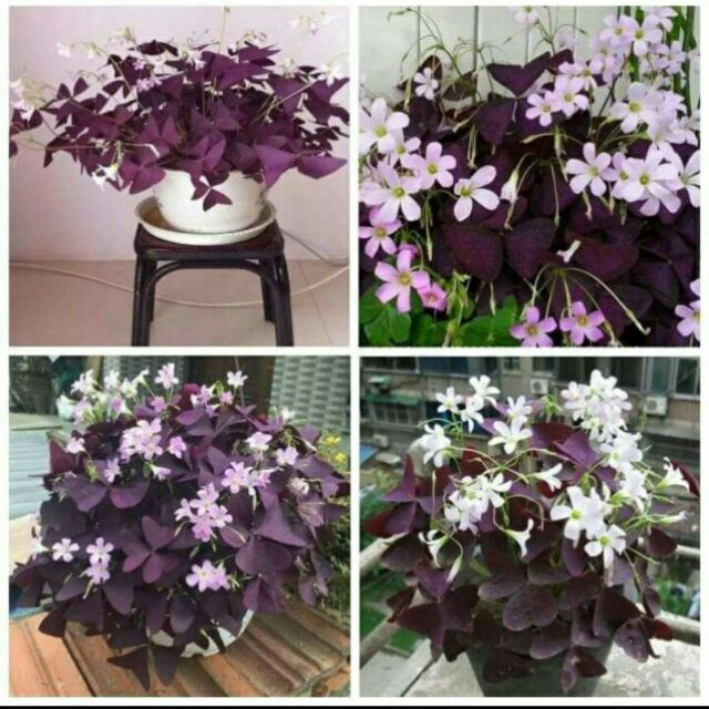 Củ Hoa Bướm Đêm Củ Bán H4