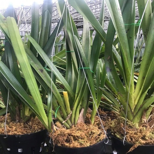 Chậu kiếm tiên vũ rừng bình định hàng hiếm - CKTV