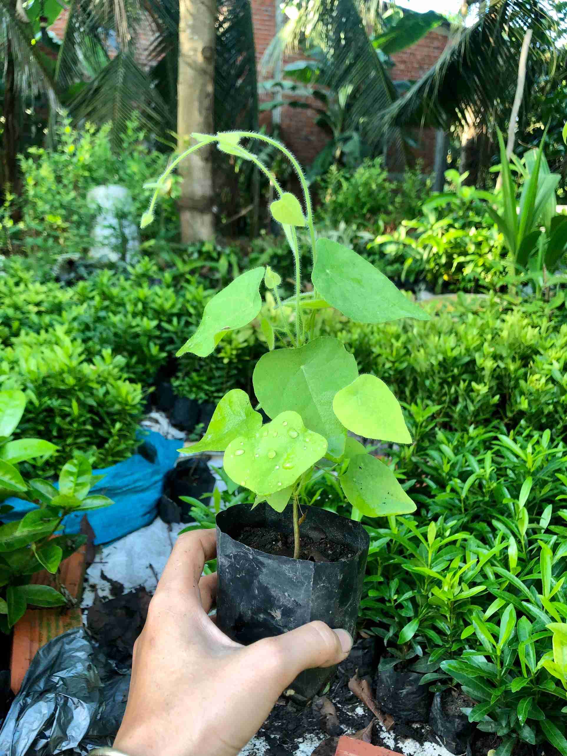 Combo 2 Bầu Cây sương sâm lông Boiboi.organic, cây trong bầu đất, rễ mạnh