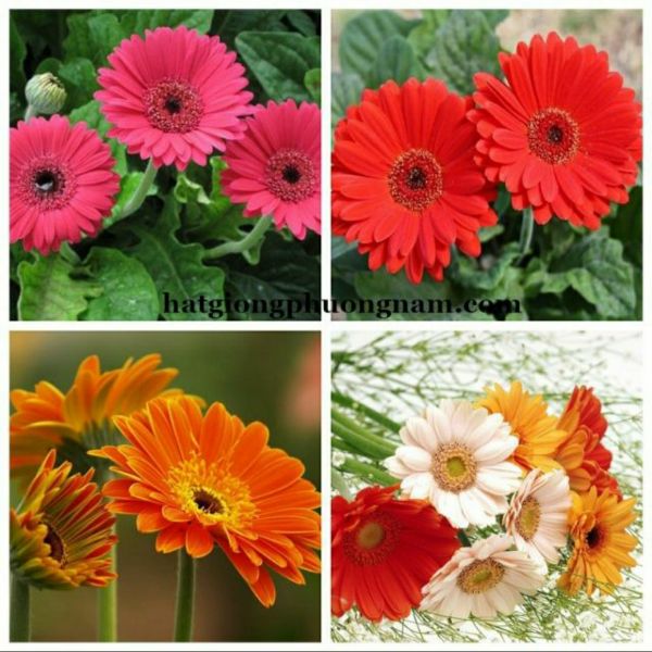 100H - Hạt Giống Hoa Đồng Tiền Mix