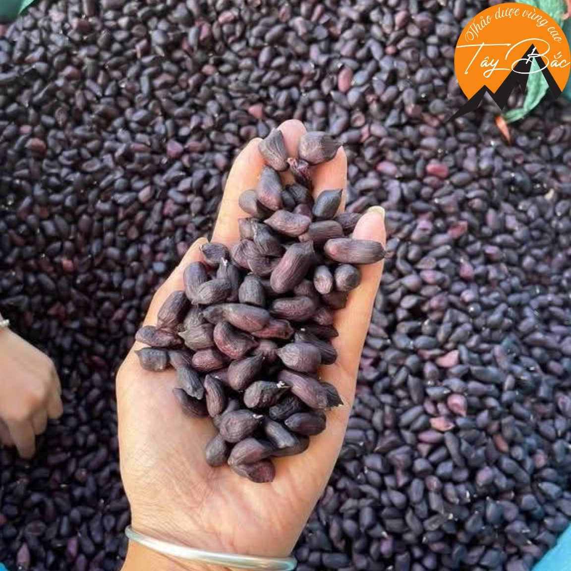 Nhân lạc đen khô 🥜 Mường Khương loại 1 (500g, 1kg) đặc sản Tây Bắc