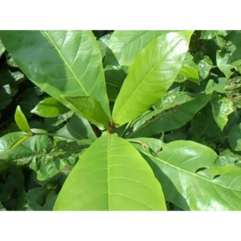 Lá bàng tươi có đơn mới hái 200g