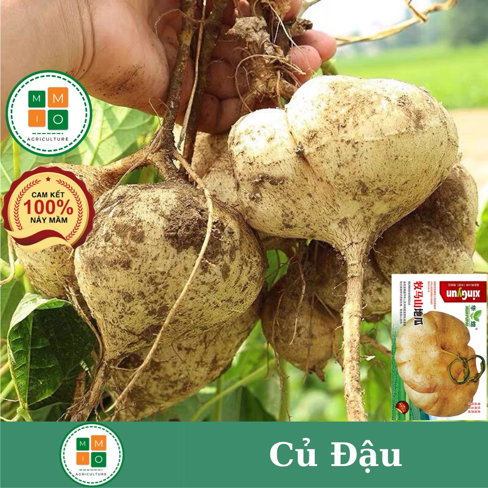 Hạt giống củ đậu Đài Loan, giòn ngọt năng suất cao