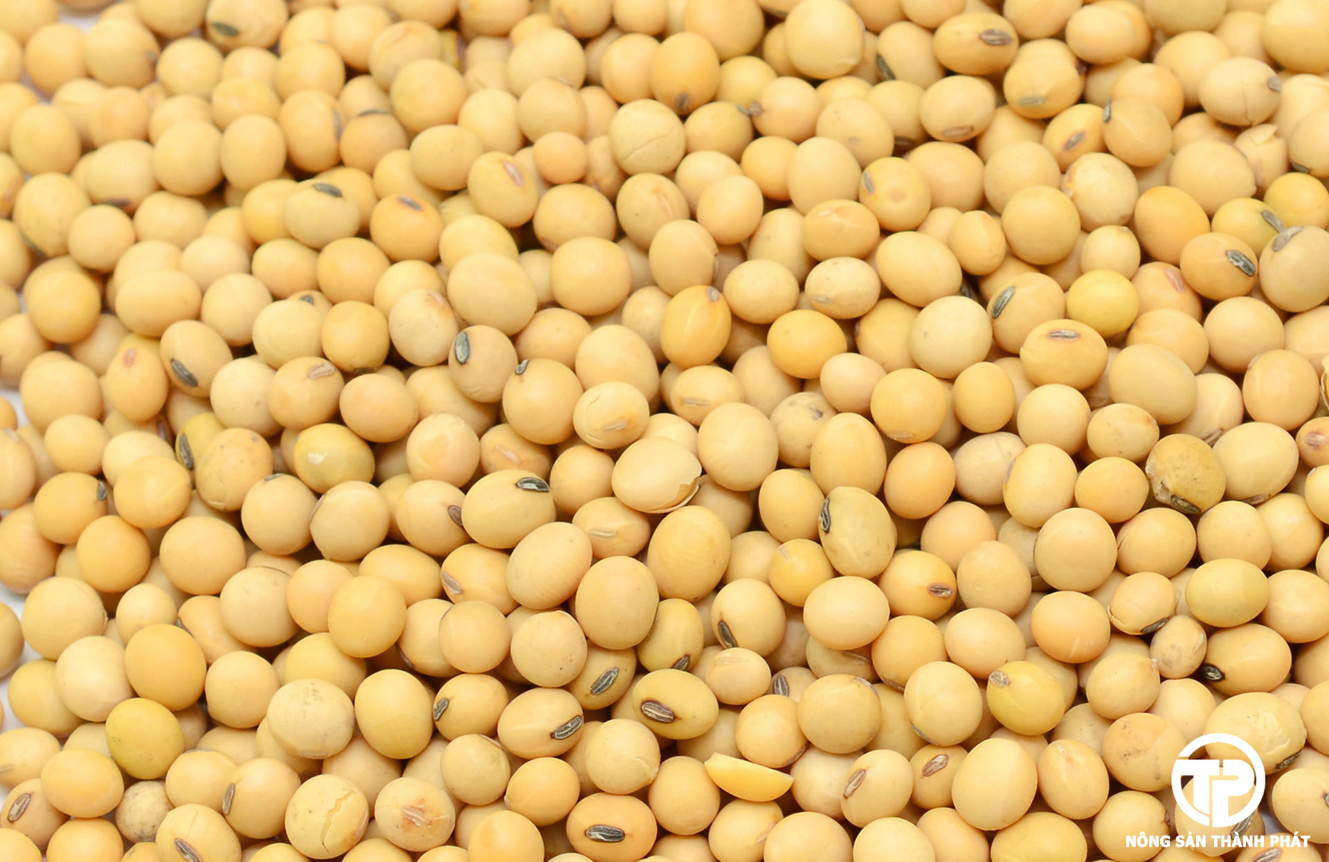 1kg đậu nành hạt- Làm sữa đậu nành, tàu hũ