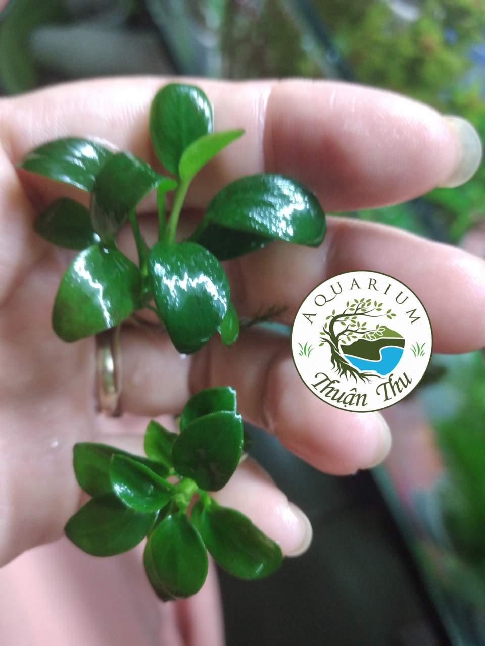 Ráy nana petite full lá nước dễ trồng trang trí bonsai bể thủy sinh siêu đẹp