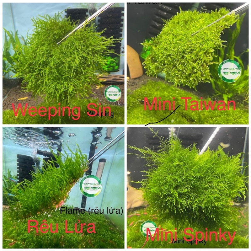 Rêu thuỷ sinh - Mini Taiwan - Weeping Sin - Us Fiss - Flame - Mini Spinky | cây thuỷ sinh dễ trồng không cần co2