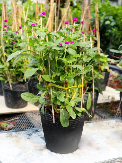 Cúc Bách Nhật - Chậu Hoa