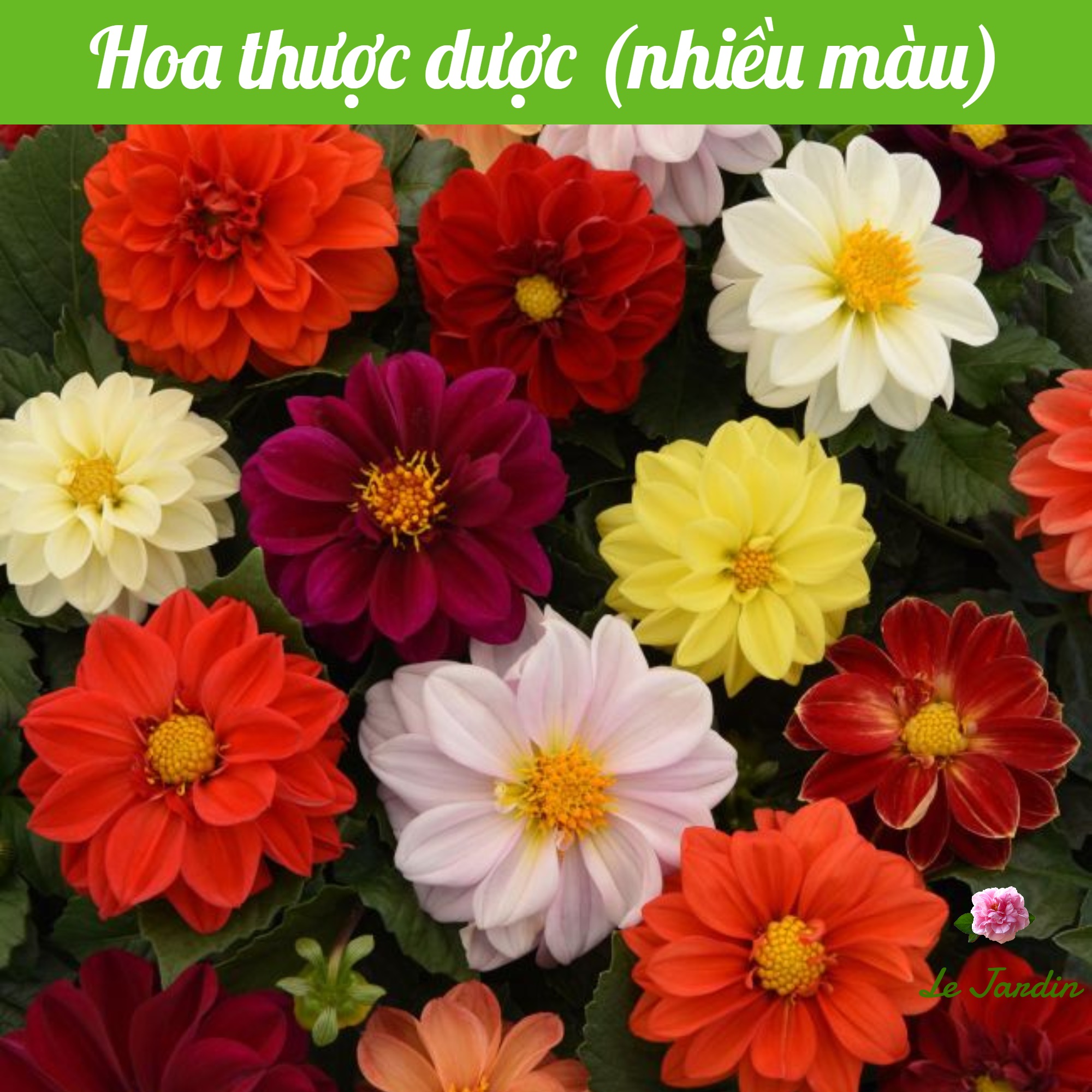 Hạt giống Hoa Thược Dược mix màu gói 0,1gr