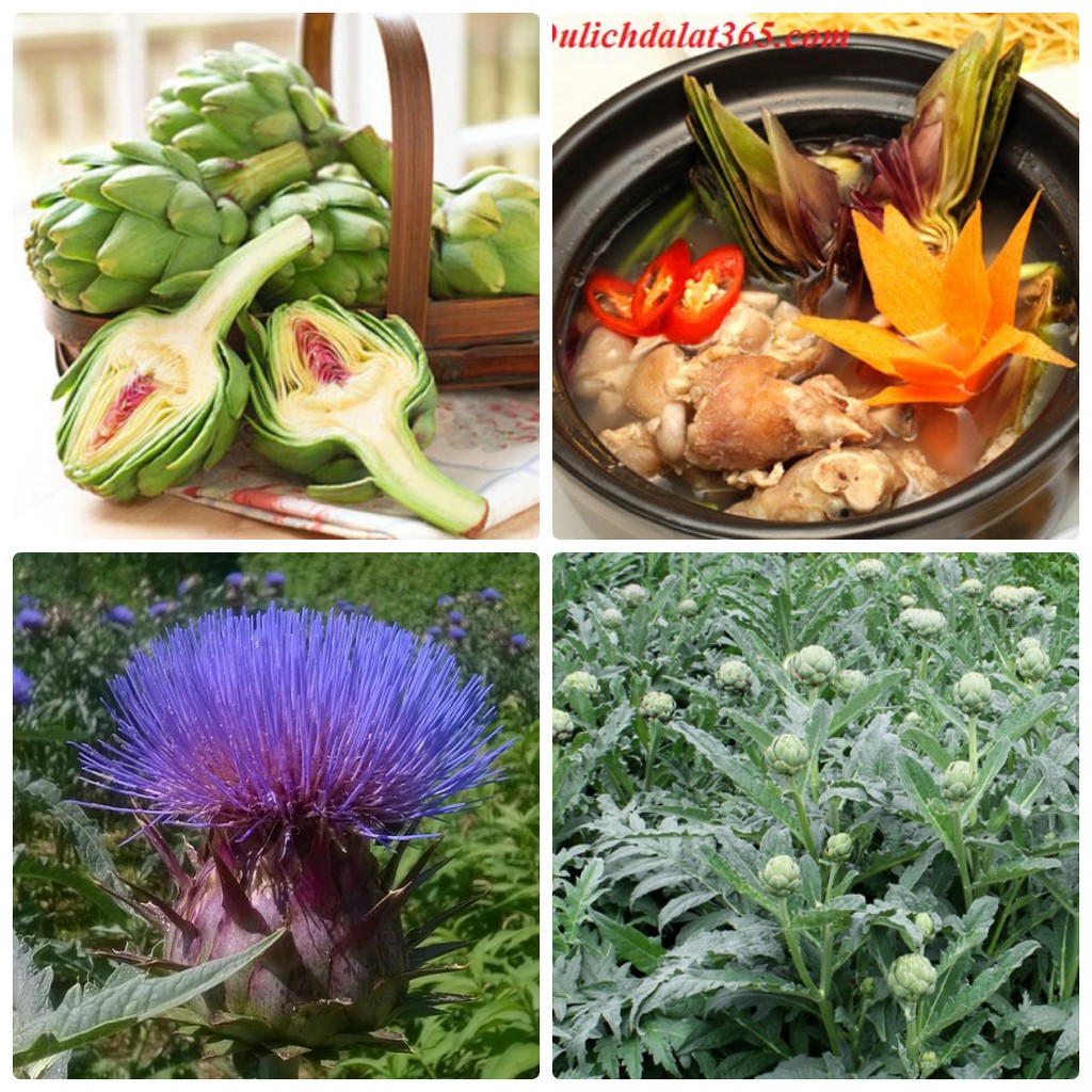 Hạt giống cây hoa atiso xanh Đà Lạt ( gói 04 hạt)