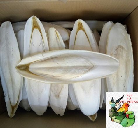1 CÁI NAN MỰC SIÊU TO KHỔNG LỒ DÀI TRÊN 25CM CHO CHIM,VẸT, LÀM SƯƠNG SA,SƯƠNG SÁO