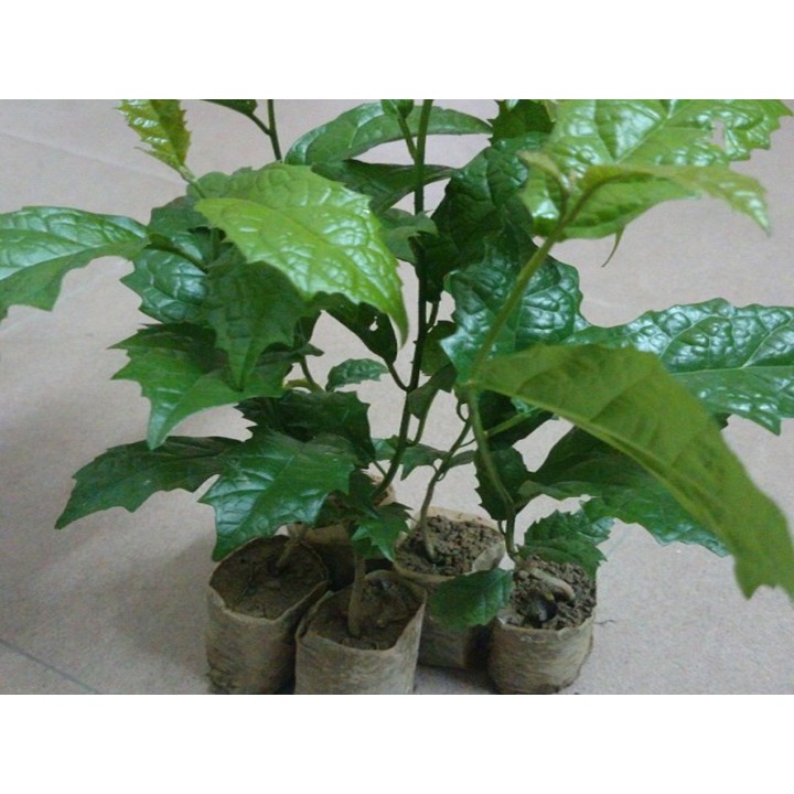 Xả hàng - combo 5 cây giống xạ đen 683lz lh 0355276899