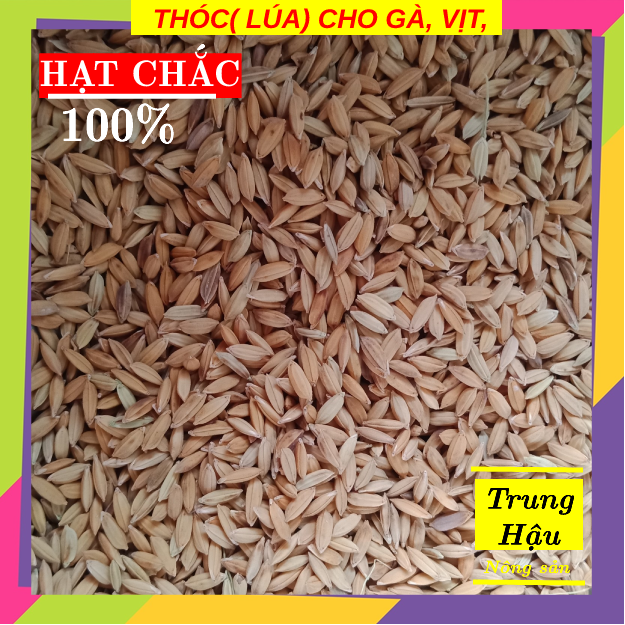 Thóc cho gà, vịt, chim, hạt chắc