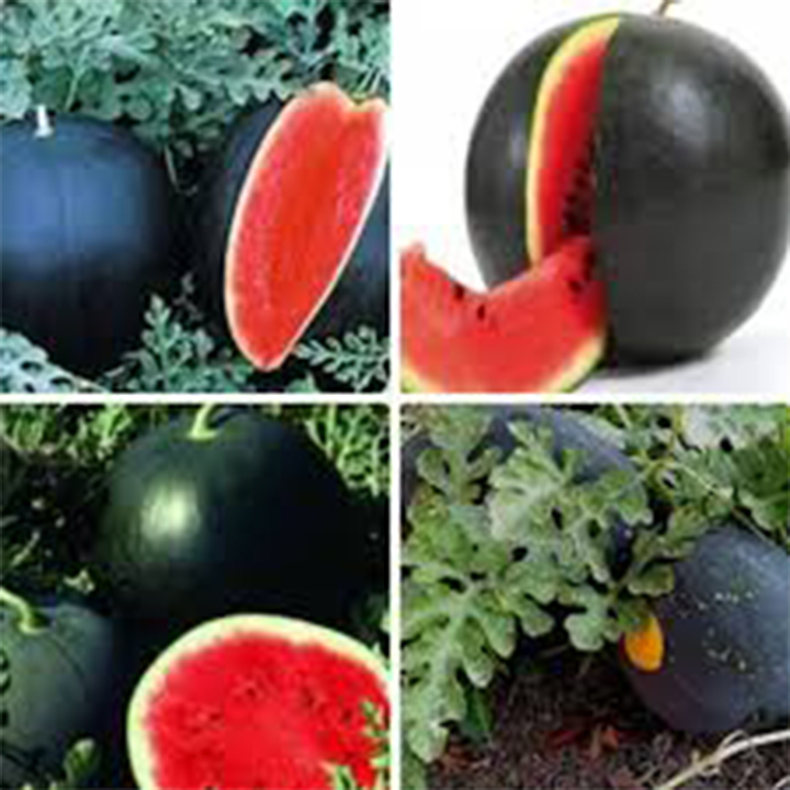 hạt giống dưa hấu đen ruột đỏ gói 10 hạt mua từ 50k tặng 2 sản phẩm